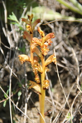 Orobanche alba xanthostigma