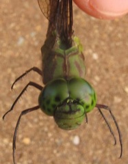 Staurophlebia