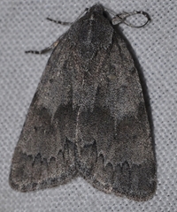 Bryonycta pineti