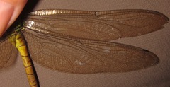 Staurophlebia