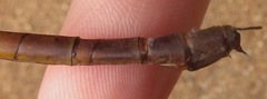 Staurophlebia