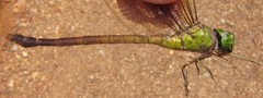 Staurophlebia