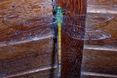 Staurophlebia