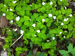 Oxalis acetosella