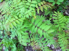 Sorbaria sorbifolia