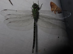 Triacanthagyna ditzleri