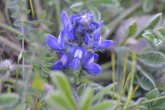 Lupinus micranthus