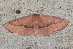 Monoctenia falernaria