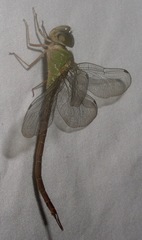 Triacanthagyna septima