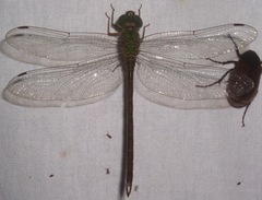 Triacanthagyna septima