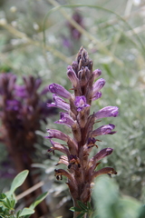 Phelipanche caesia