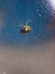 Stictopelta marmorata