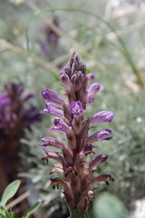 Phelipanche caesia