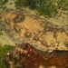 Microstomus pacificus - Photo (c) Gregory C Jensen, μερικά δικαιώματα διατηρούνται (CC BY-NC-ND), uploaded by Gregory C Jensen
