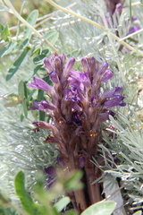 Phelipanche caesia