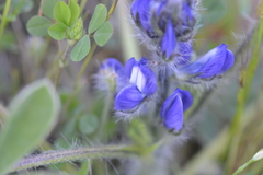 Lupinus micranthus