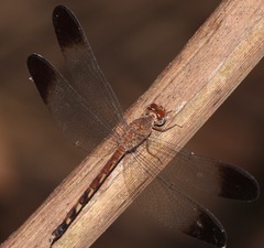 Uracis fastigiata