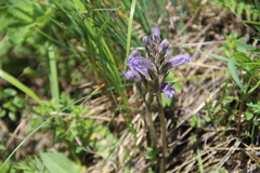 Phelipanche caesia