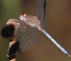 Uracis fastigiata