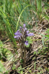 Phelipanche caesia