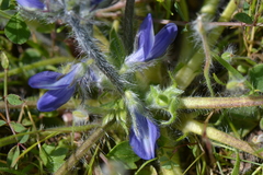 Lupinus micranthus