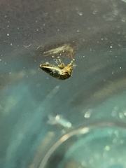 Stictopelta marmorata