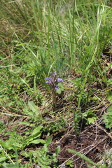 Phelipanche caesia
