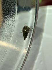 Stictopelta marmorata