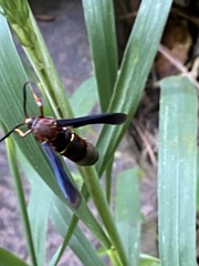 Vitacea polistiformis