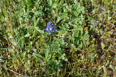 Lupinus micranthus