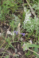 Phelipanche caesia