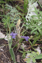 Phelipanche caesia
