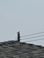 Streptopelia decaocto