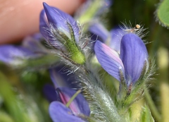 Lupinus micranthus
