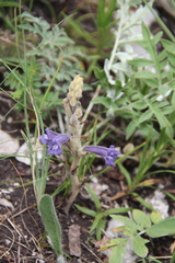 Phelipanche caesia