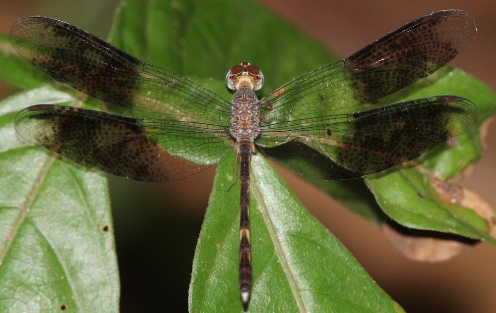 Uracis infumata