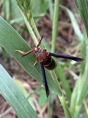 Vitacea polistiformis
