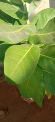 Calotropis procera