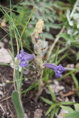 Phelipanche caesia