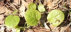Pyrola rotundifolia