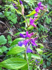 Lathyrus vernus