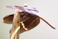 Zenithoptera lanei
