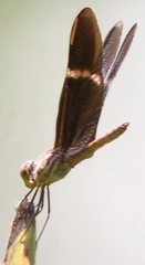 Zenithoptera lanei