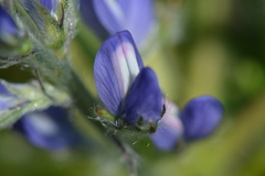Lupinus micranthus