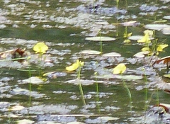 Utricularia aurea