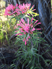 Castilleja angustifolia angustifolia