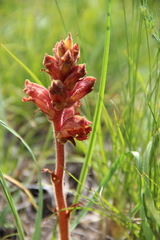 Orobanche alba xanthostigma