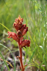 Orobanche alba xanthostigma