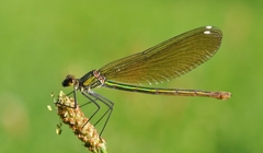 Calopteryx splendens
