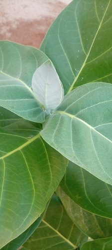 Calotropis image